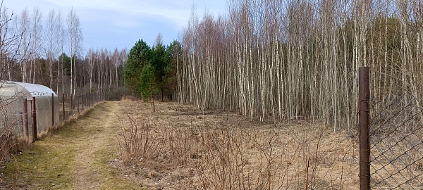 участок 16 соток ЛПХ, д. Зимний Борок, рядом с Псковским озером