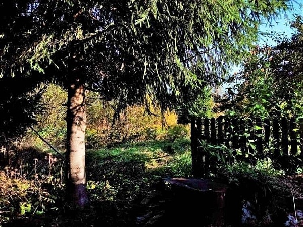 Фото дача 16 соток в снт ветеран